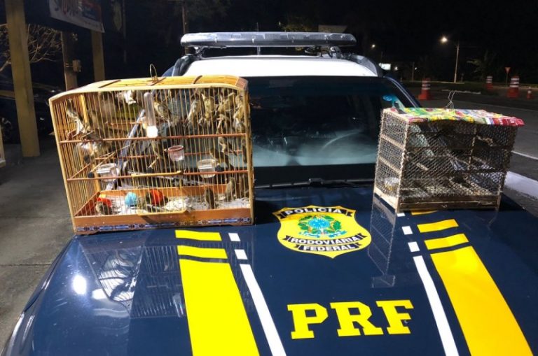 Homem é preso ao transportar pássaros silvestres ilegalmente em Angra dos Reis