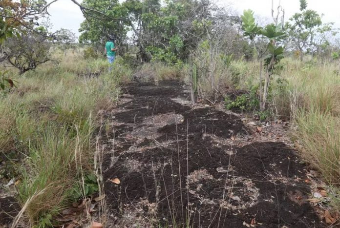 Dinossauros - Foto - JPavani - Reprodução