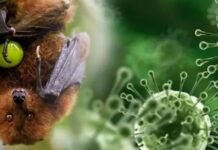 Vírus Nipah não representa ameaça ao Brasil, dizem autoridades