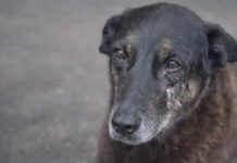 Passaporte de jovem ligado à morte do cão Orelha pode ser apreendido