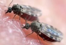 Registros oficiais de febre do Oropouche podem ser bem maiores