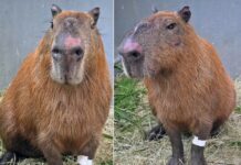 No Rio de Janeiro, agressores de capivara são denunciados pelo MPRJ
